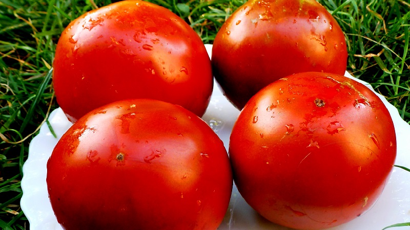 Should I plant a hybrid tomato Red Arrow F1: characteristics that can influence your choice