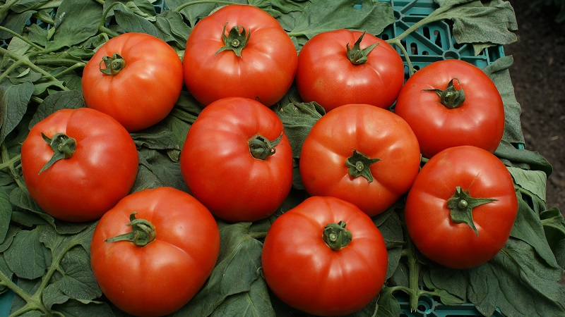 Should I plant a hybrid tomato Red Arrow F1: characteristics that may influence your choice