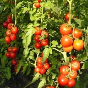 Should I plant a hybrid tomato Red Arrow F1: characteristics that can influence your choice