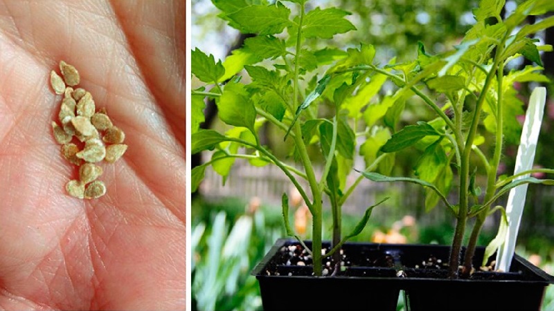 Should I plant a hybrid tomato Red Arrow F1: characteristics that can influence your choice