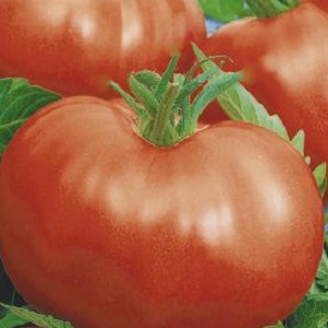 A guide to growing a Russian bogatyr tomato in an open field or greenhouse for beginner gardeners