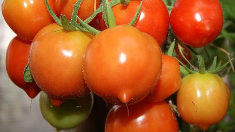 Will like the appearance and love for its taste - tomato Yubileiny Tarasenko