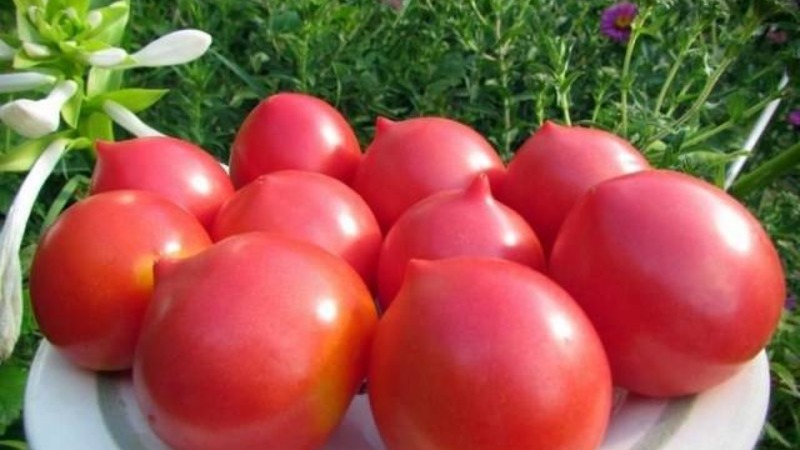 Will like the appearance and love for its taste - tomato Yubileiny Tarasenko