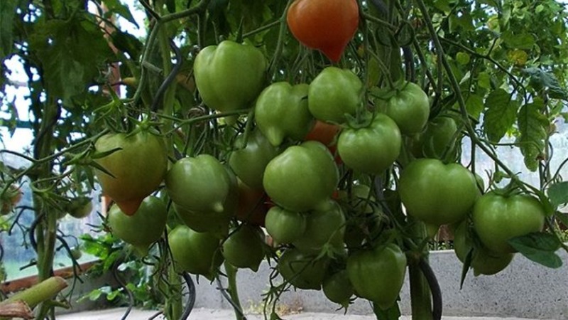 Will like the appearance and love for its taste - tomato Yubileiny Tarasenko
