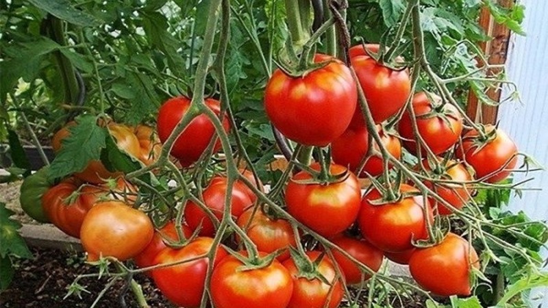 Will like the appearance and love for its taste - tomato Yubileiny Tarasenko