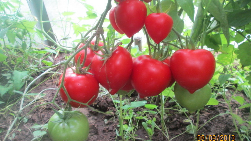Will like the appearance and love for its taste - tomato Yubileiny Tarasenko