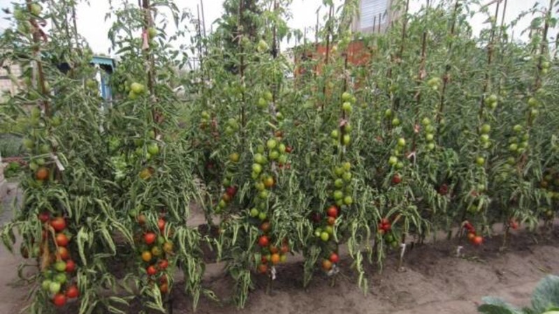 Will like the appearance and love for its taste - tomato Yubileiny Tarasenko