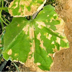 Prevention of occurrence and effective methods of treatment of peronosporosis in cucumbers