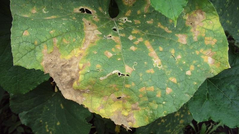 Prevention of occurrence and effective methods of treatment of peronosporosis in cucumbers
