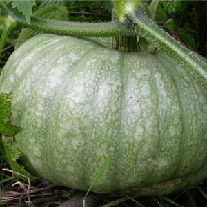 Description of ordinary pumpkin (hard-bore, pepo): composition and properties, characteristics, nuances of cultivation and use