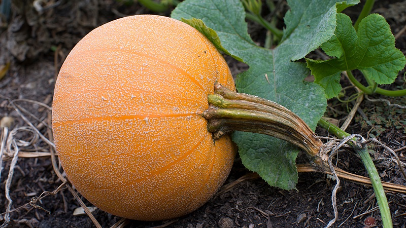 Description of ordinary pumpkin (hard-bore, pepo): composition and properties, characteristics, nuances of cultivation and use