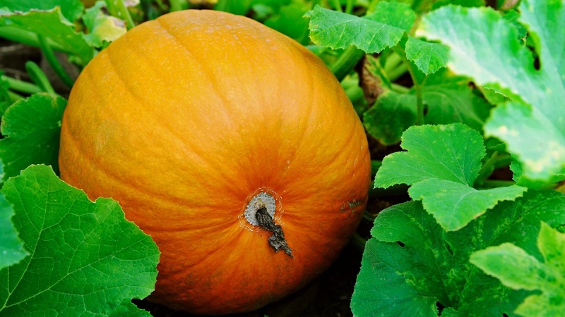 Description of ordinary pumpkin (hard-bore, pepo): composition and properties, characteristics, nuances of cultivation and use