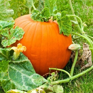 Description of ordinary pumpkin (hard-bore, pepo): composition and properties, characteristics, nuances of cultivation and use