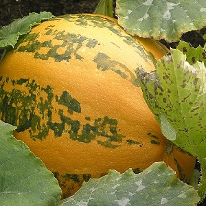 Description of ordinary pumpkin (hard-bore, pepo): composition and properties, characteristics, nuances of cultivation and use