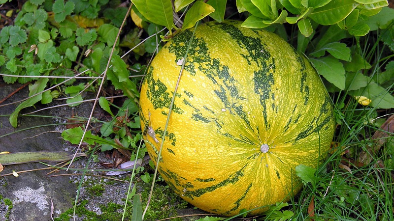 Description of ordinary pumpkin (hard-bore, pepo): composition and properties, characteristics, nuances of cultivation and use