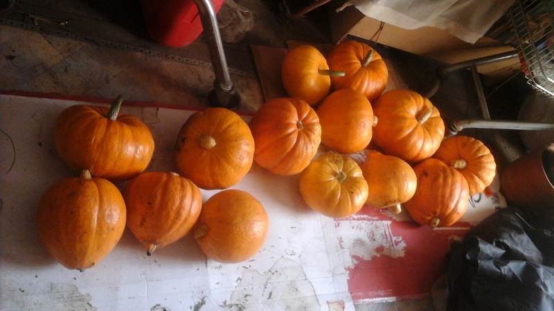 A variety with a melon aroma and a high yield - a pumpkin Russian woman and the secrets of its cultivation