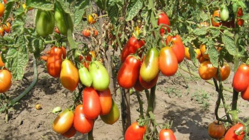An exotic variety of tomatoes for real gourmets - Pepper tomatoes for salads and canning
