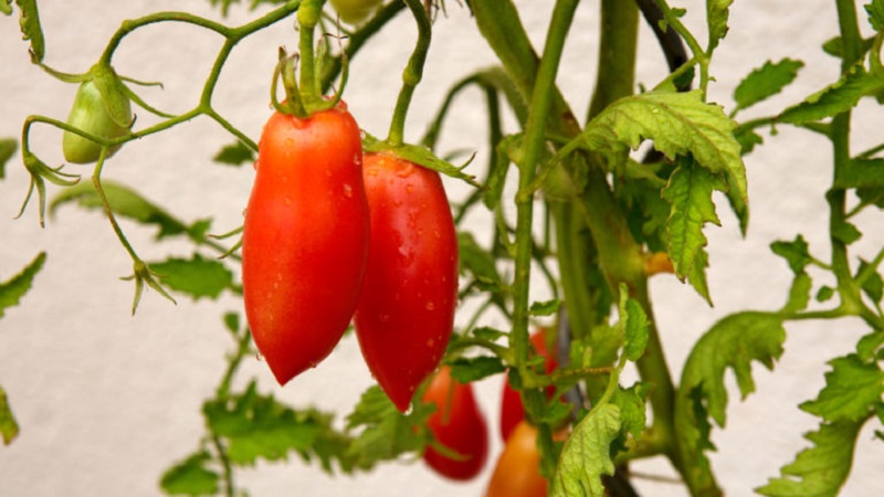 An exotic variety of tomatoes for real gourmets - Pepper tomatoes for salads and canning