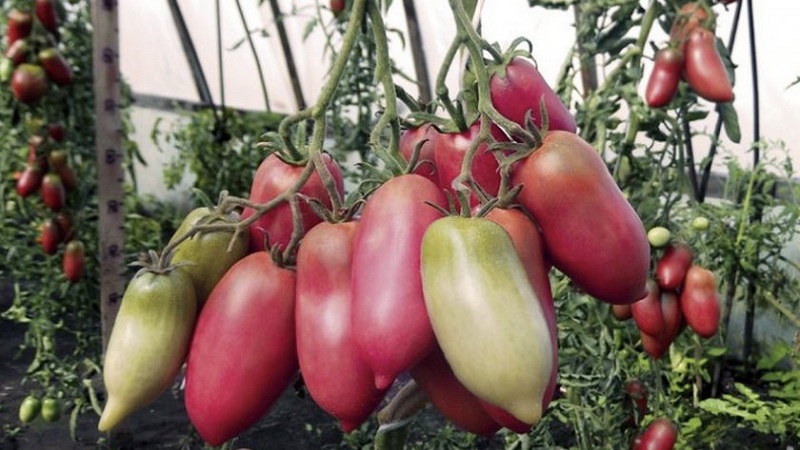 An exotic variety of tomatoes for real gourmets - Pepper tomatoes for salads and canning