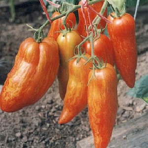An exotic variety of tomatoes for real gourmets - Pepper tomatoes for salads and canning