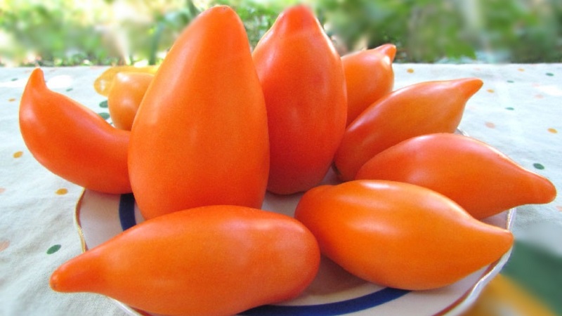 An exotic variety of tomatoes for real gourmets - Pepper tomatoes for salads and canning
