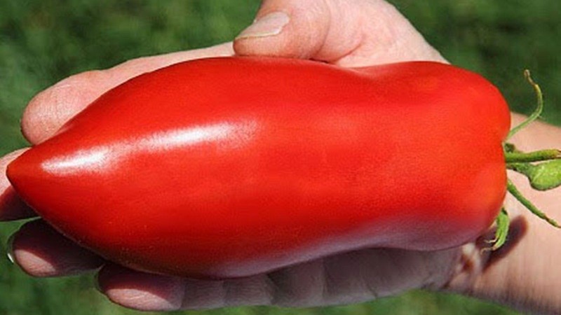 An exotic variety of tomatoes for real gourmets - Pepper tomatoes for salads and canning