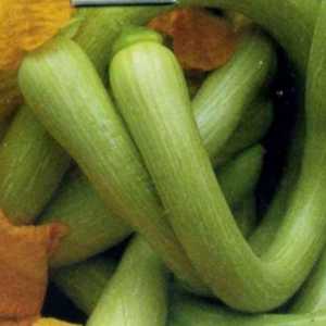 A delicious and extremely unusual variety of butternut pumpkin Trombone: how to grow and where to apply the crop