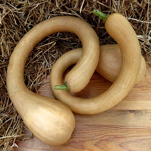 A delicious and extremely unusual variety of butternut pumpkin Trombone: how to grow and where to apply the crop