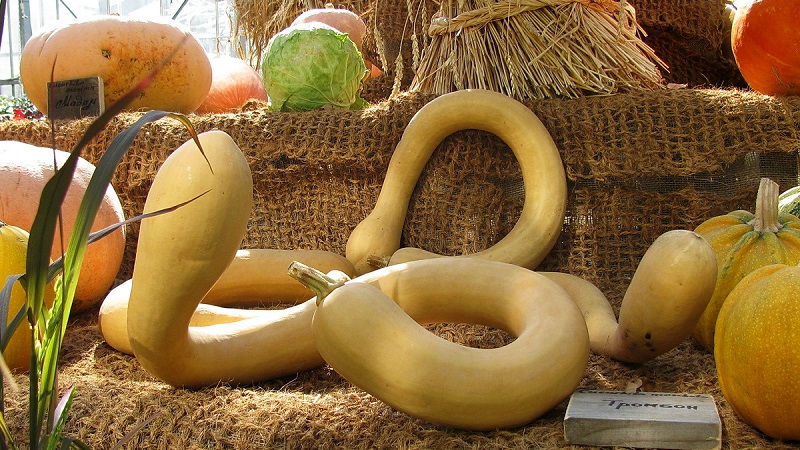 A delicious and extremely unusual variety of butternut pumpkin Trombone: how to grow and where to apply the crop