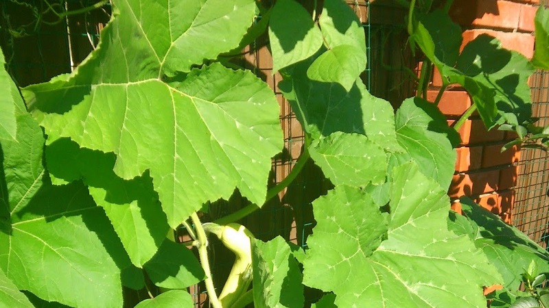 A delicious and extremely unusual variety of butternut pumpkin Trombone: how to grow and where to apply the crop
