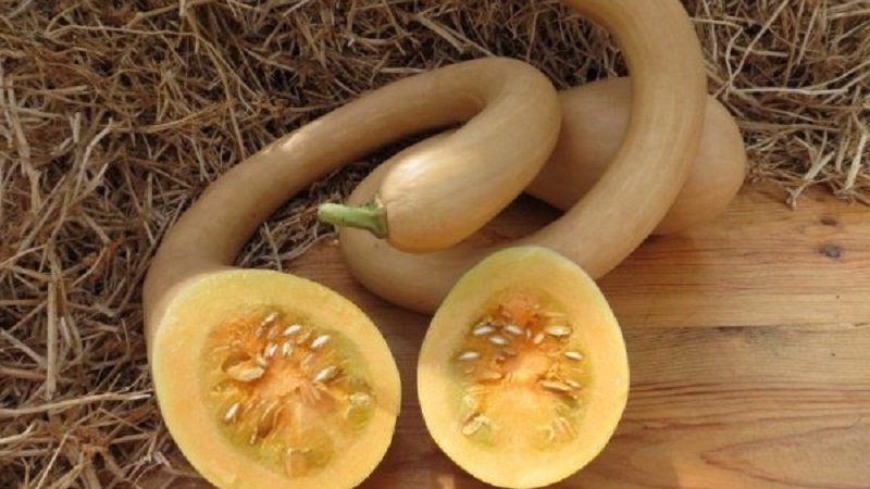 A delicious and extremely unusual variety of butternut pumpkin Trombone: how to grow and where to apply the crop