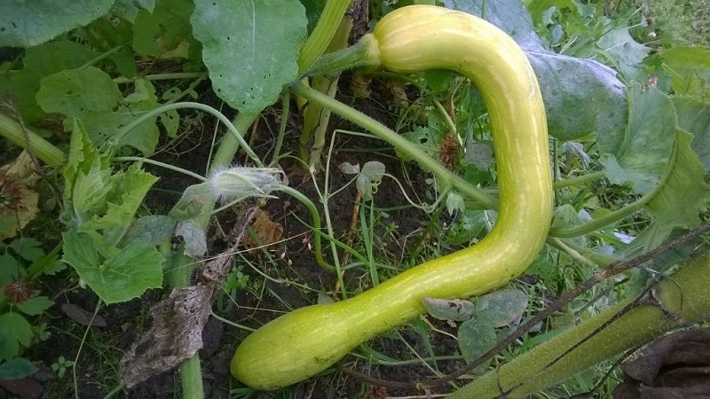 A delicious and extremely unusual variety of butternut pumpkin Trombone: how to grow and where to apply the crop
