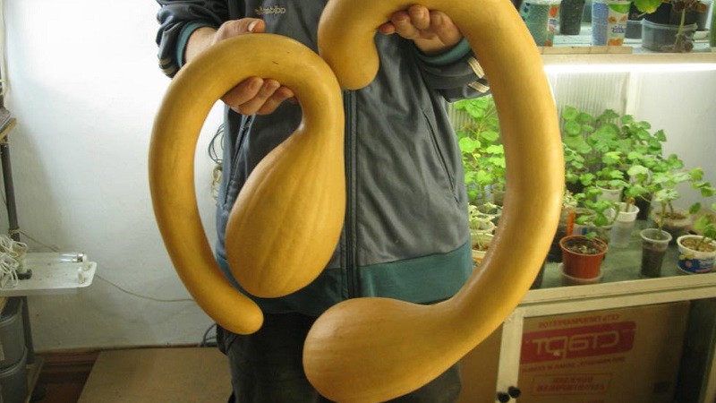 A delicious and extremely unusual variety of butternut pumpkin Trombone: how to grow and where to apply the crop