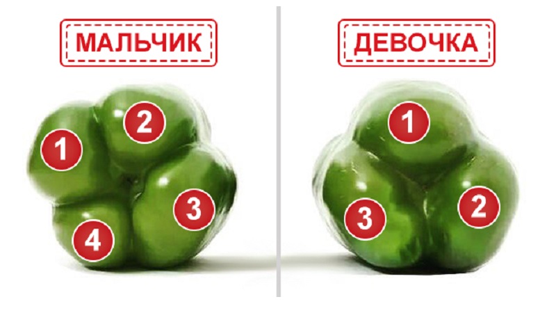 Where and how to keep bell peppers for the winter: fresh, frozen, dried, dried and canned