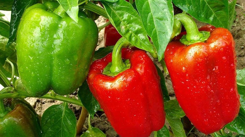 Where and how to keep bell peppers for the winter: fresh, frozen, dried, dried and canned