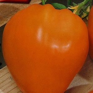 Delicious and stable variety with a high content of beta-carotene - tomato Fairy Gift: reviews and photos of the harvest