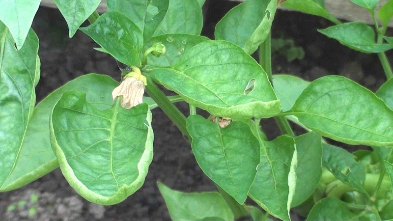 Why do pepper leaves curl and what to do about it