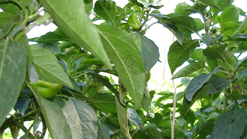 Why do pepper leaves curl and what to do about it