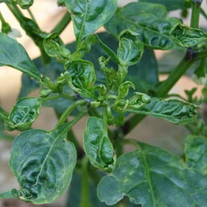 Why do pepper leaves curl and what to do about it