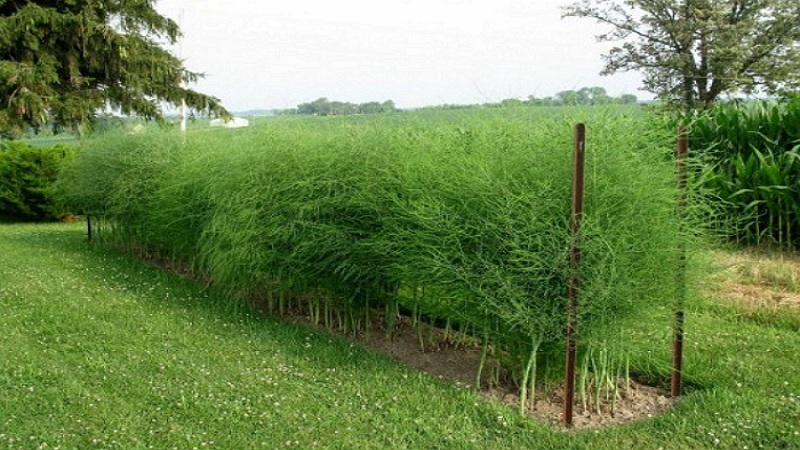 What is asparagus, how it looks and is used