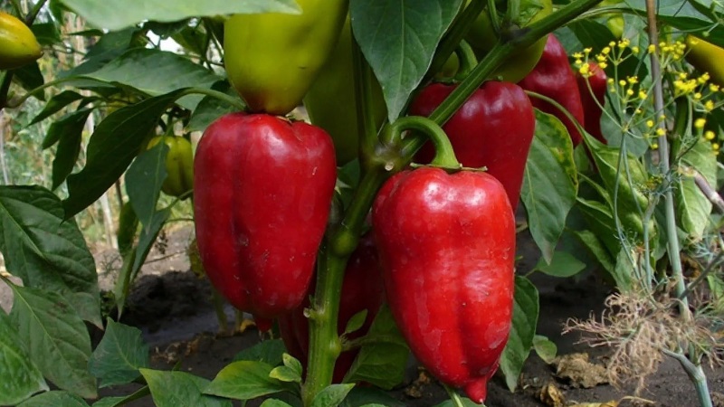 The perfect-looking and amazing-tasting Pepper Flight: a detailed overview of the variety and the rules for its cultivation