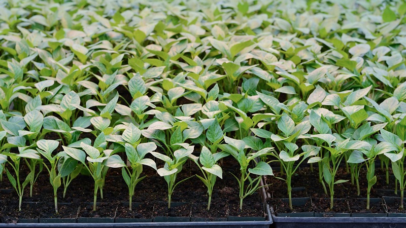 The perfect-looking and amazing-tasting Pepper Flight: a detailed overview of the variety and the rules for its cultivation