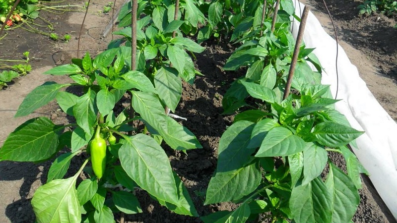 The perfect-looking and amazing-tasting Pepper Flight: a detailed overview of the variety and the rules for its cultivation