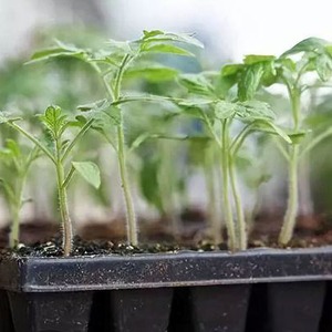 Hybrid of tomatoes Ivan da Marya: not easy to care for, but surprising with its taste