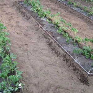 Hybrid of tomatoes Ivan da Marya: not easy to care for, but surprising with its taste