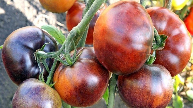 Hybrid of tomatoes Ivan da Marya: not easy to care for, but surprising with its taste