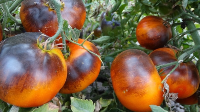 Hybrid of tomatoes Ivan da Marya: not easy to care for, but surprising with its taste