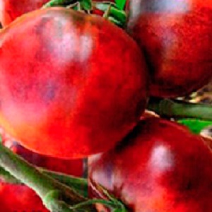 Hybrid of tomatoes Ivan da Marya: not easy to care for, but surprising with its taste