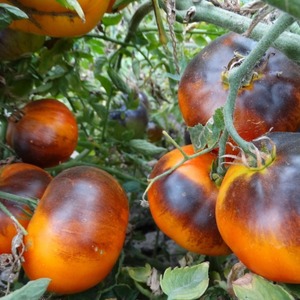 Hybrid of tomatoes Ivan da Marya: not easy to care for, but surprising with its taste