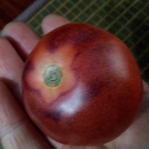 Hybrid of tomatoes Ivan da Marya: not easy to care for, but surprising with its taste